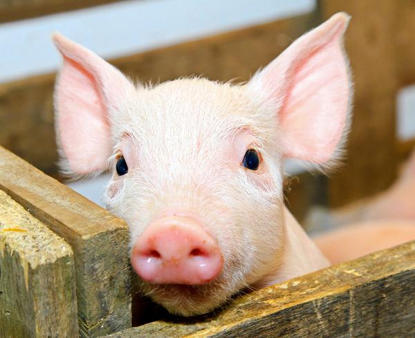 非洲豬瘟檢測(cè)儀有哪些型號(hào)？